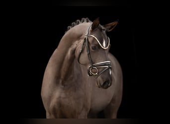 Oldenburg, Giumenta, 3 Anni, 162 cm, Baio nero