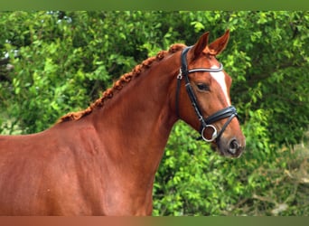 Oldenburg, Giumenta, 3 Anni, 162 cm, Sauro