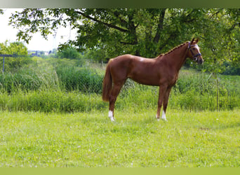 Oldenburg, Giumenta, 3 Anni, 162 cm, Sauro