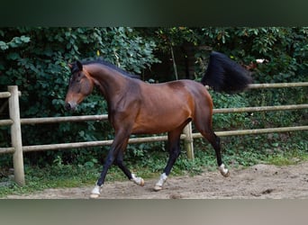 Oldenburg, Giumenta, 3 Anni, 163 cm, Baio