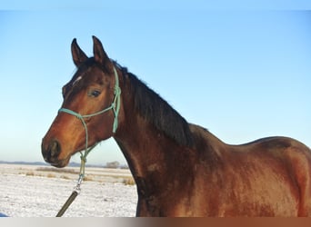 Oldenburg, Giumenta, 3 Anni, 163 cm, Baio