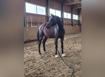 Oldenburg, Giumenta, 3 Anni, 163 cm, Baio