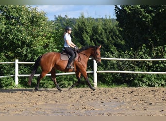 Oldenburg, Giumenta, 3 Anni, 163 cm, Baio