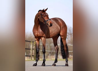 Oldenburg, Giumenta, 3 Anni, 163 cm, Baio scuro