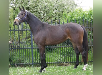 Oldenburg, Giumenta, 3 Anni, 163 cm