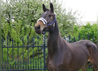 Oldenburg, Giumenta, 3 Anni, 163 cm