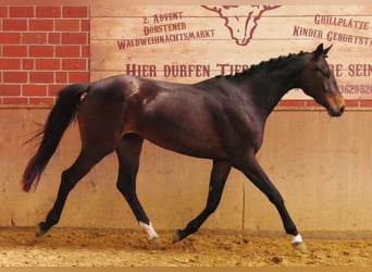 Oldenburg, Giumenta, 3 Anni, 163 cm
