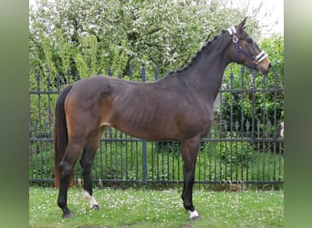 Oldenburg, Giumenta, 3 Anni, 163 cm