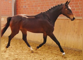 Oldenburg, Giumenta, 3 Anni, 163 cm