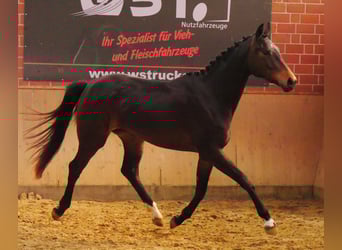 Oldenburg, Giumenta, 3 Anni, 163 cm
