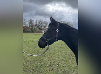 Oldenburg, Giumenta, 3 Anni, 163 cm, Morello