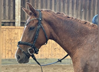 Oldenburg, Giumenta, 3 Anni, 163 cm, Sauro