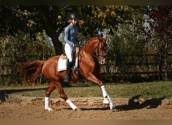 Oldenburg, Giumenta, 3 Anni, 163 cm, Sauro