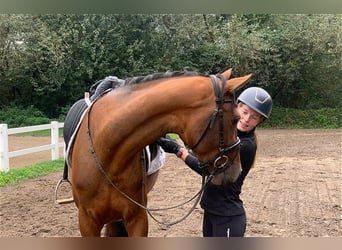 Oldenburg, Giumenta, 3 Anni, 164 cm, Baio