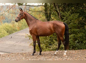 Oldenburg, Giumenta, 3 Anni, 164 cm, Baio