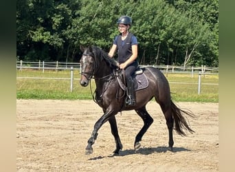 Oldenburg, Giumenta, 3 Anni, 164 cm, Grigio