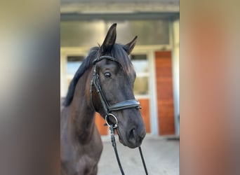 Oldenburg, Giumenta, 3 Anni, 164 cm, Morello