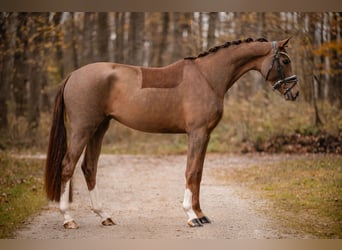 Oldenburg, Giumenta, 3 Anni, 164 cm, Sauro scuro