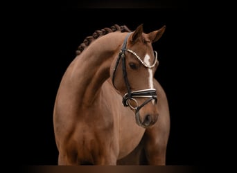 Oldenburg, Giumenta, 3 Anni, 164 cm, Sauro scuro