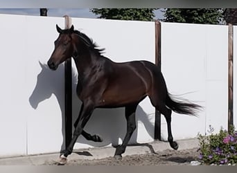 Oldenburg, Giumenta, 3 Anni, 165 cm, Baio
