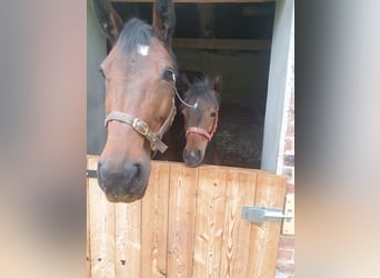 Oldenburg, Giumenta, 3 Anni, 165 cm, Baio