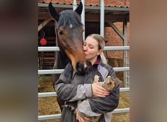 Oldenburg, Giumenta, 3 Anni, 165 cm, Baio