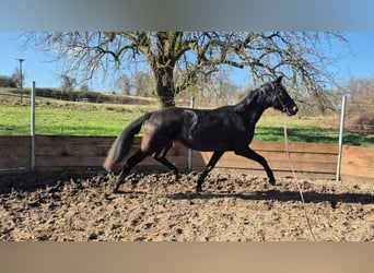 Oldenburg, Giumenta, 3 Anni, 165 cm, Baio scuro
