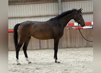 Oldenburg, Giumenta, 3 Anni, 165 cm, Baio scuro