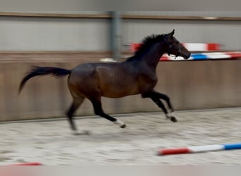 Oldenburg, Giumenta, 3 Anni, 165 cm, Baio scuro