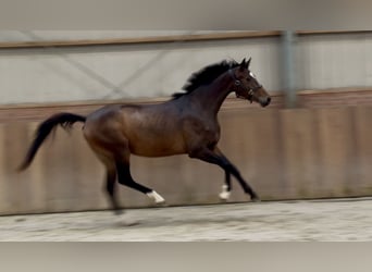 Oldenburg, Giumenta, 3 Anni, 165 cm, Baio scuro