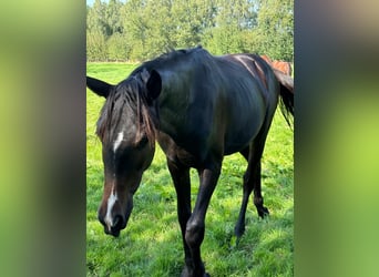 Oldenburg, Giumenta, 3 Anni, 165 cm, Baio scuro