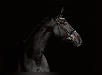 Oldenburg, Giumenta, 3 Anni, 165 cm, Morello