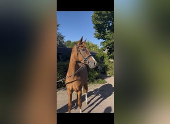 Oldenburg, Giumenta, 3 Anni, 165 cm, Sauro