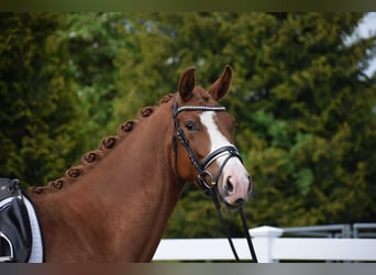 Oldenburg, Giumenta, 3 Anni, 165 cm, Sauro