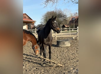 Oldenburg, Giumenta, 3 Anni, 166 cm, Baio scuro