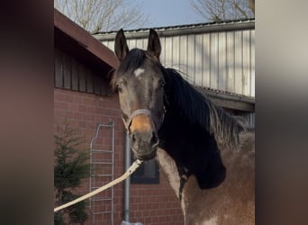 Oldenburg, Giumenta, 3 Anni, 166 cm, Baio scuro