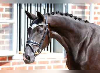 Oldenburg, Giumenta, 3 Anni, 166 cm, Morello