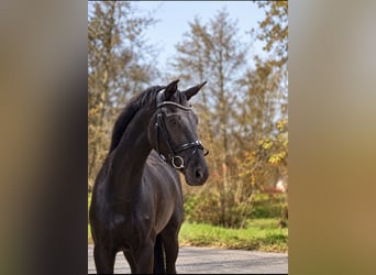 Oldenburg, Giumenta, 3 Anni, 166 cm, Morello