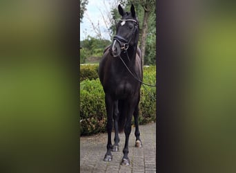 Oldenburg, Giumenta, 3 Anni, 166 cm, Morello