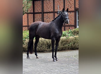 Oldenburg, Giumenta, 3 Anni, 166 cm, Morello
