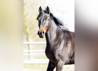 Oldenburg, Giumenta, 3 Anni, 167 cm, Baio scuro