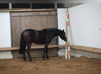 Oldenburg, Giumenta, 3 Anni, 167 cm, Baio scuro