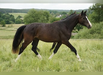 Oldenburg, Giumenta, 3 Anni, 167 cm, Baio scuro