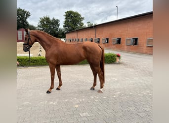 Oldenburg, Giumenta, 3 Anni, 167 cm, Sauro