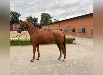 Oldenburg, Giumenta, 3 Anni, 167 cm, Sauro