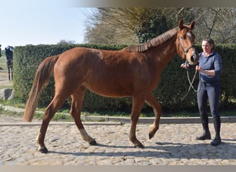 Oldenburg, Giumenta, 3 Anni, 167 cm, Sauro