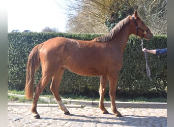 Oldenburg, Giumenta, 3 Anni, 167 cm, Sauro