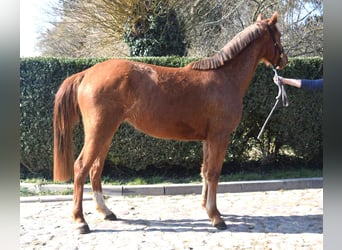 Oldenburg, Giumenta, 3 Anni, 167 cm, Sauro
