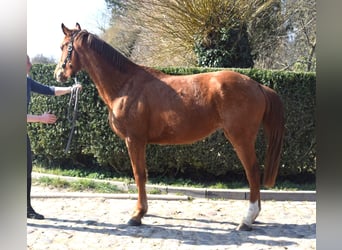 Oldenburg, Giumenta, 3 Anni, 167 cm, Sauro
