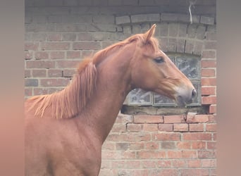 Oldenburg, Giumenta, 3 Anni, 167 cm, Sauro scuro